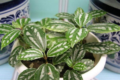 冷水花有毒吗可以养在室内吗 家养冷水花需要注意这些方面