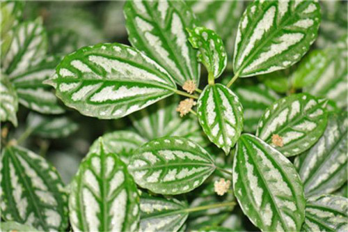 冷水花有毒吗可以养在室内吗 家养冷水花需要注意这些方面