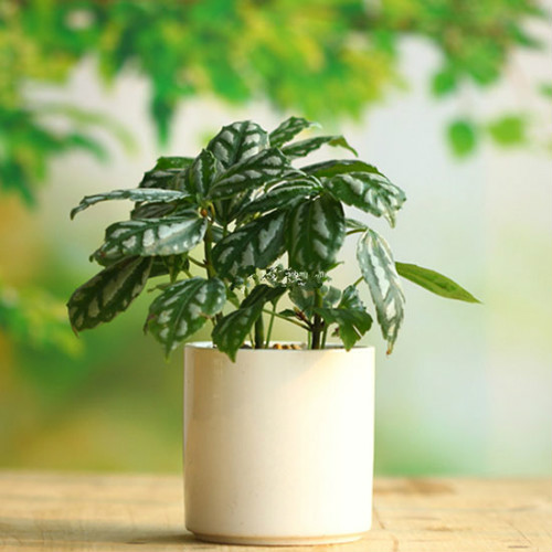 冷水花有毒吗可以养在室内吗 家养冷水花需要注意这些方面