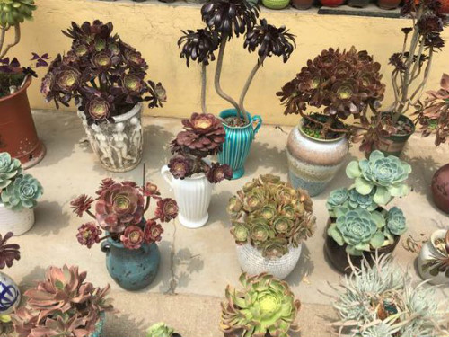 黑法师冬天怎么养 注意这几个窍门黑法师安全越冬