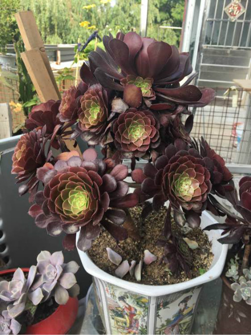 黑法师冬天怎么养 注意这几个窍门黑法师安全越冬