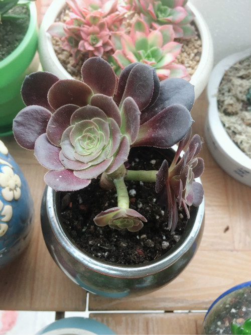 黑法师冬天怎么养 注意这几个窍门黑法师安全越冬