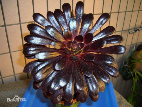 黑法师怎么施肥长得快 黑法师施肥方法及注意事项看这里