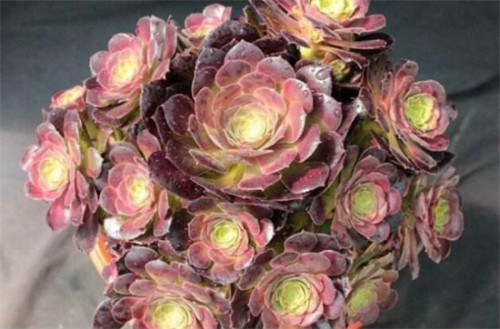 黑法师怎么施肥长得快 黑法师施肥方法及注意事项看这里