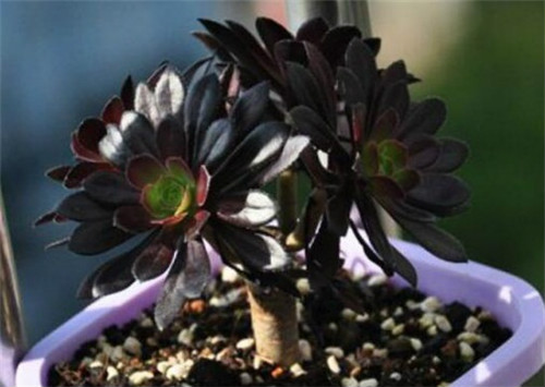 黑法师怎么施肥长得快 黑法师施肥方法及注意事项看这里