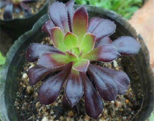 黑法师怎么施肥长得快 黑法师施肥方法及注意事项看这里