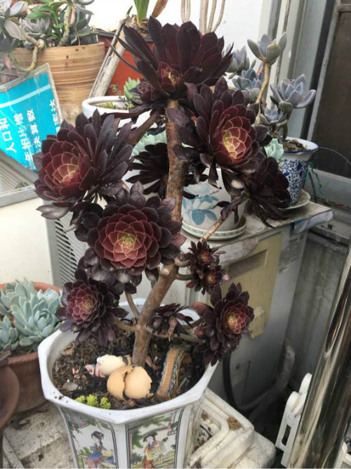 黑法师怎么施肥长得快 黑法师施肥方法及注意事项看这里