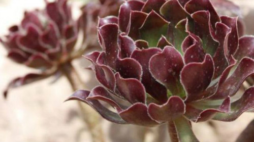 黑法师怎么施肥长得快 黑法师施肥方法及注意事项看这里