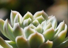 宝石花怎么养才长得好 注意这4点宝石花越长越漂亮