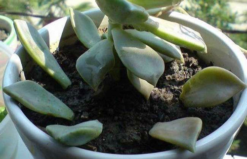 宝石花徒长了怎么办 这样做可快速解决宝石花徒长问题