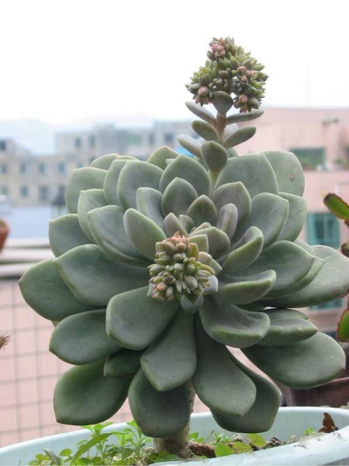 宝石花徒长了怎么办 这样做可快速解决宝石花徒长问题