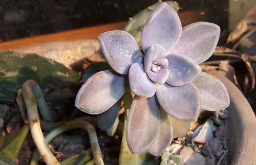 宝石花徒长了怎么办 这样做可快速解决宝石花徒长问题