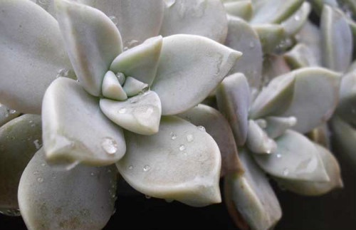 宝石花徒长了怎么办 这样做可快速解决宝石花徒长问题