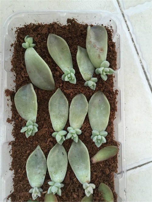 叶插宝石花怎么养大 宝石花叶插步骤及注意事项看这里