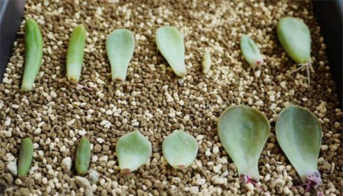 叶插宝石花怎么养大 宝石花叶插步骤及注意事项看这里