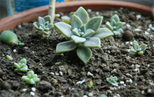 叶插宝石花怎么养大 宝石花叶插步骤及注意事项看这里