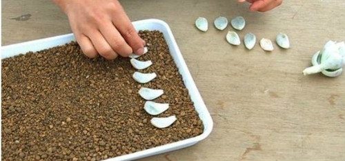 叶插宝石花怎么养大 宝石花叶插步骤及注意事项看这里