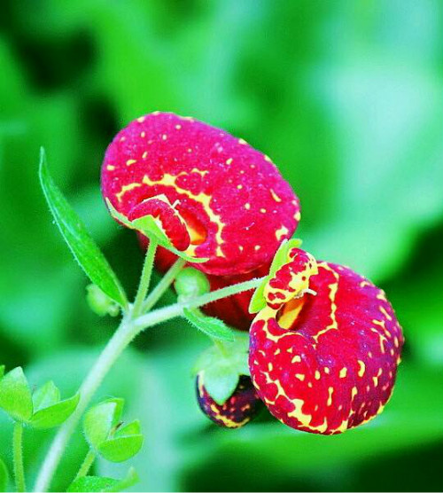 �ɰ����ж����������ʲôΣ�� �����ɰ�����Ҫע���⼸������