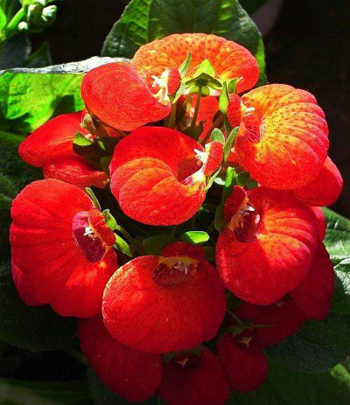 �ɰ����ж����������ʲôΣ�� �����ɰ�����Ҫע���⼸������