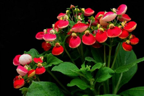 �ɰ����ж����������ʲôΣ�� �����ɰ�����Ҫע���⼸������