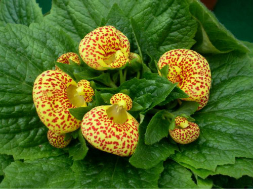 �ɰ����ж����������ʲôΣ�� �����ɰ�����Ҫע���⼸������