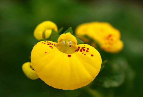 �ɰ����ж����������ʲôΣ�� �����ɰ�����Ҫע���⼸������