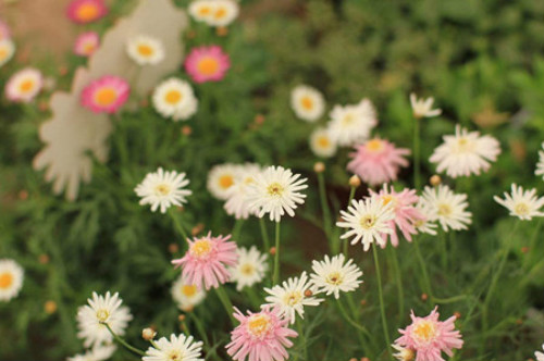 龙须海棠怎么养 龙须海棠养护技巧你了解多少