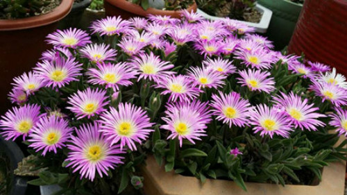 龙须海棠怎么养 龙须海棠养护技巧你了解多少