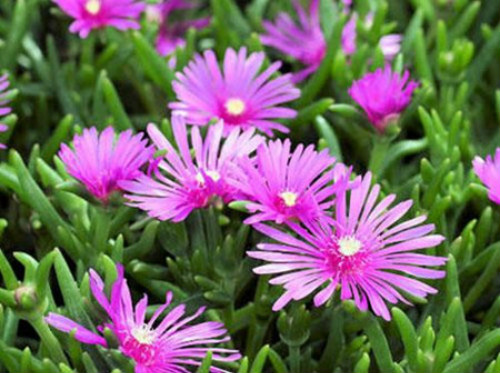 龙须海棠怎么养 龙须海棠养护技巧你了解多少