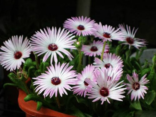 龙须海棠怎么养 龙须海棠养护技巧你了解多少