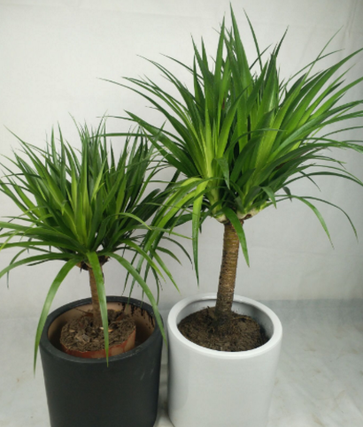 龙须树放客厅会破财吗 龙须树养在家里风水禁忌介绍