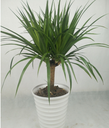 龙须树放客厅会破财吗 龙须树养在家里风水禁忌介绍