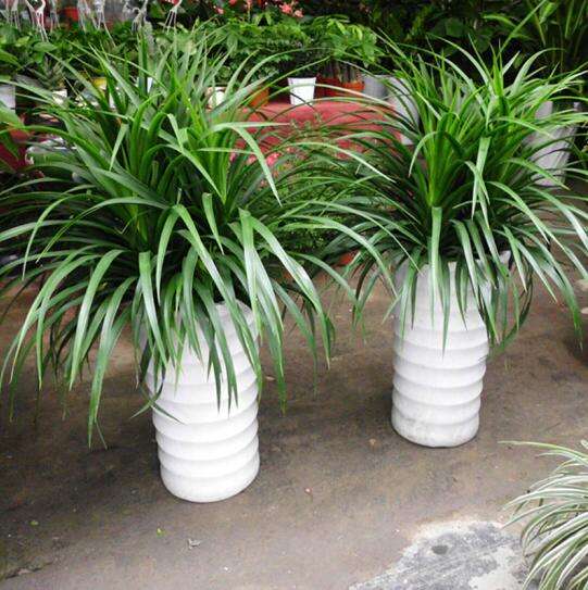 龙须树放客厅会破财吗 龙须树养在家里风水禁忌介绍