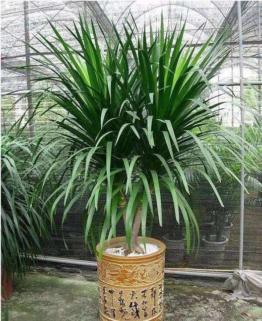 龙须树放客厅会破财吗 龙须树养在家里风水禁忌介绍