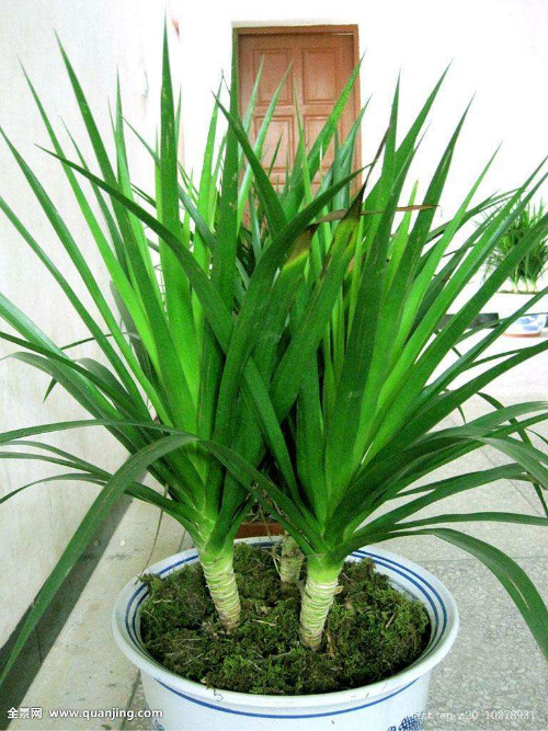 龙须树长得太高怎么修剪 龙须树修剪方法及注意事项看这里