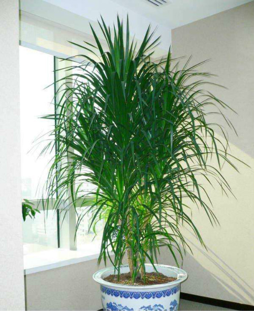 龙须树长得太高怎么修剪 龙须树修剪方法及注意事项看这里