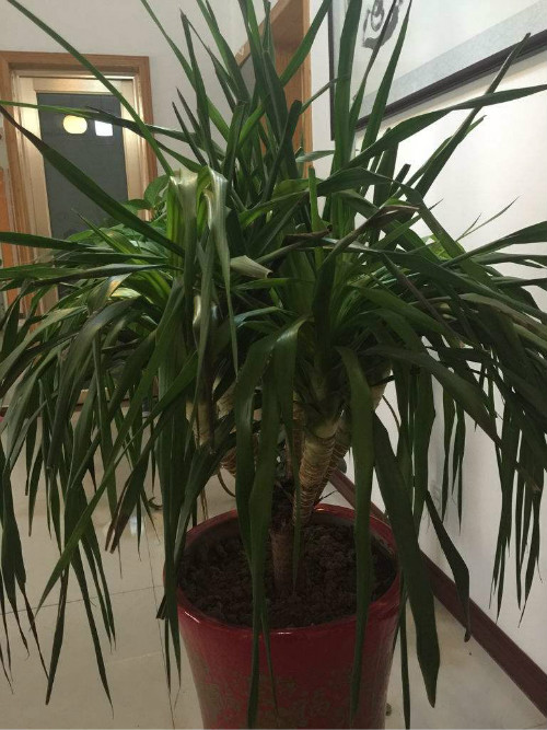 龙须树长得太高怎么修剪 龙须树修剪方法及注意事项看这里