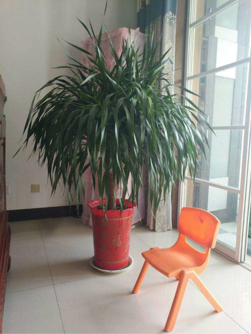 龙须树长得太高怎么修剪 龙须树修剪方法及注意事项看这里