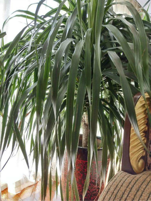 龙须树长得太高怎么修剪 龙须树修剪方法及注意事项看这里