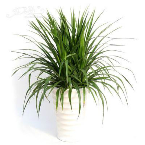 龙须树叶子发黄干枯怎么办 3招教你快速补救龙须树叶黄问题