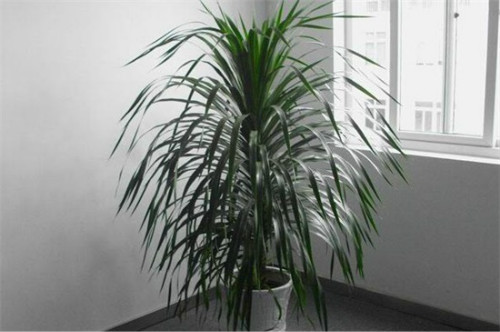 龙须树叶子发黄干枯怎么办 3招教你快速补救龙须树叶黄问题