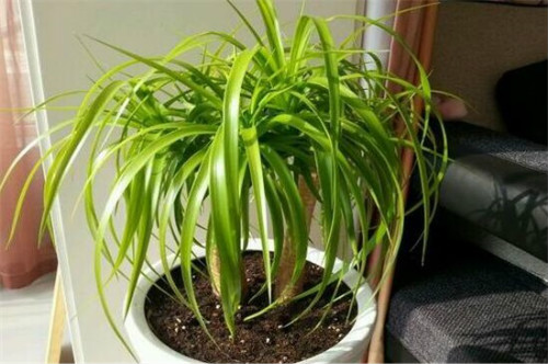 龙须树叶子发黄干枯怎么办 3招教你快速补救龙须树叶黄问题