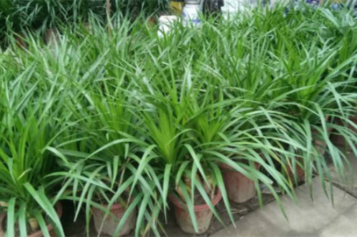 龙须树叶子发黄干枯怎么办 3招教你快速补救龙须树叶黄问题