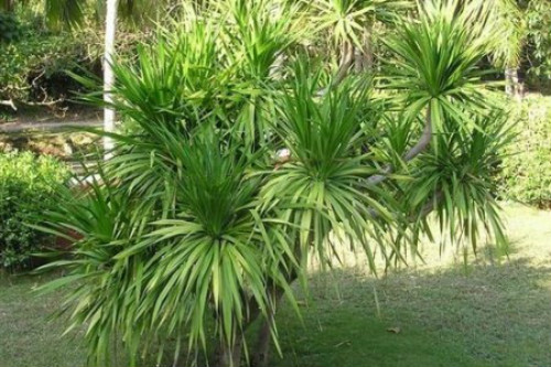 龙须树叶子发黄干枯怎么办 3招教你快速补救龙须树叶黄问题