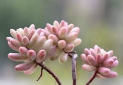 虹之玉锦徒长了怎么补救 这样做可以解决虹之玉锦徒长问题哦