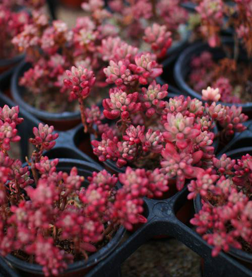 虹之玉锦徒长了怎么补救 这样做可以解决虹之玉锦徒长问题哦