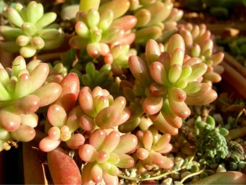 虹之玉锦徒长了怎么补救 这样做可以解决虹之玉锦徒长问题哦