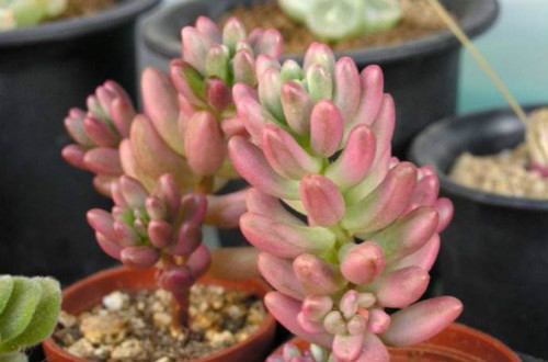 虹之玉锦徒长了怎么补救 这样做可以解决虹之玉锦徒长问题哦