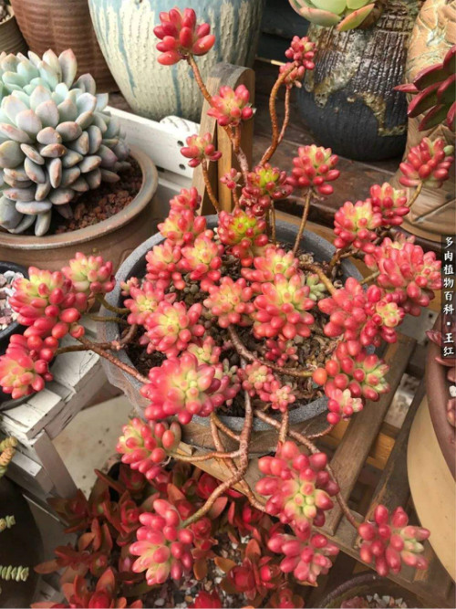 虹之玉锦怎么养红 虹之玉锦变红小妙招你学会了吗