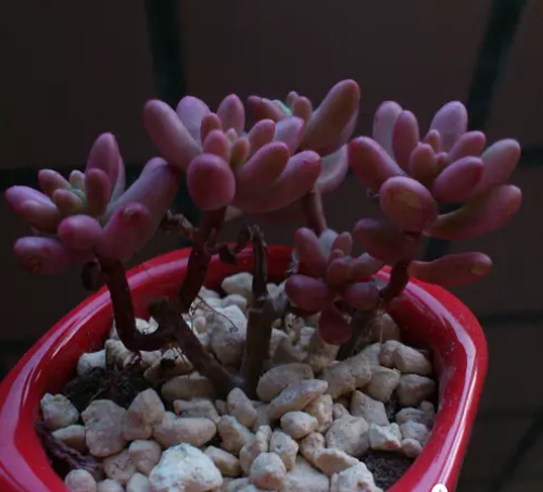 虹之玉锦怎么养红 虹之玉锦变红小妙招你学会了吗